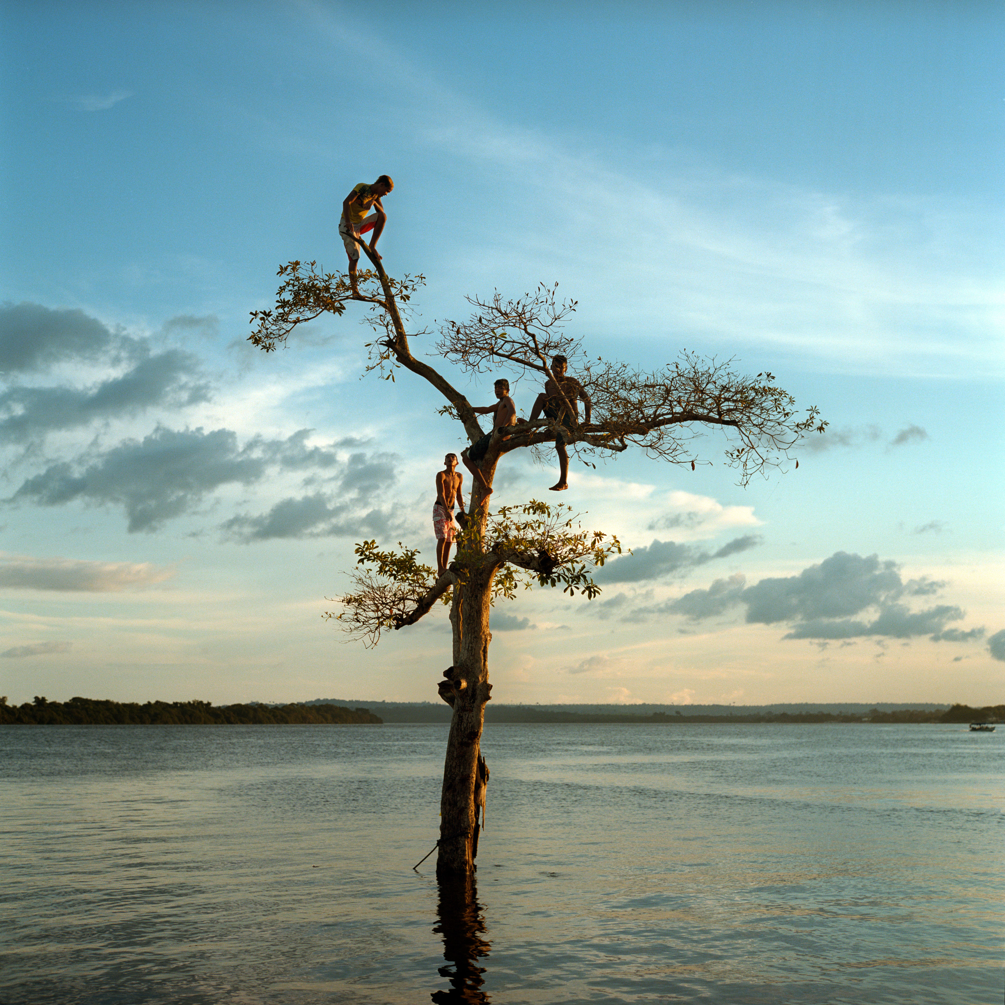 AVE_tree