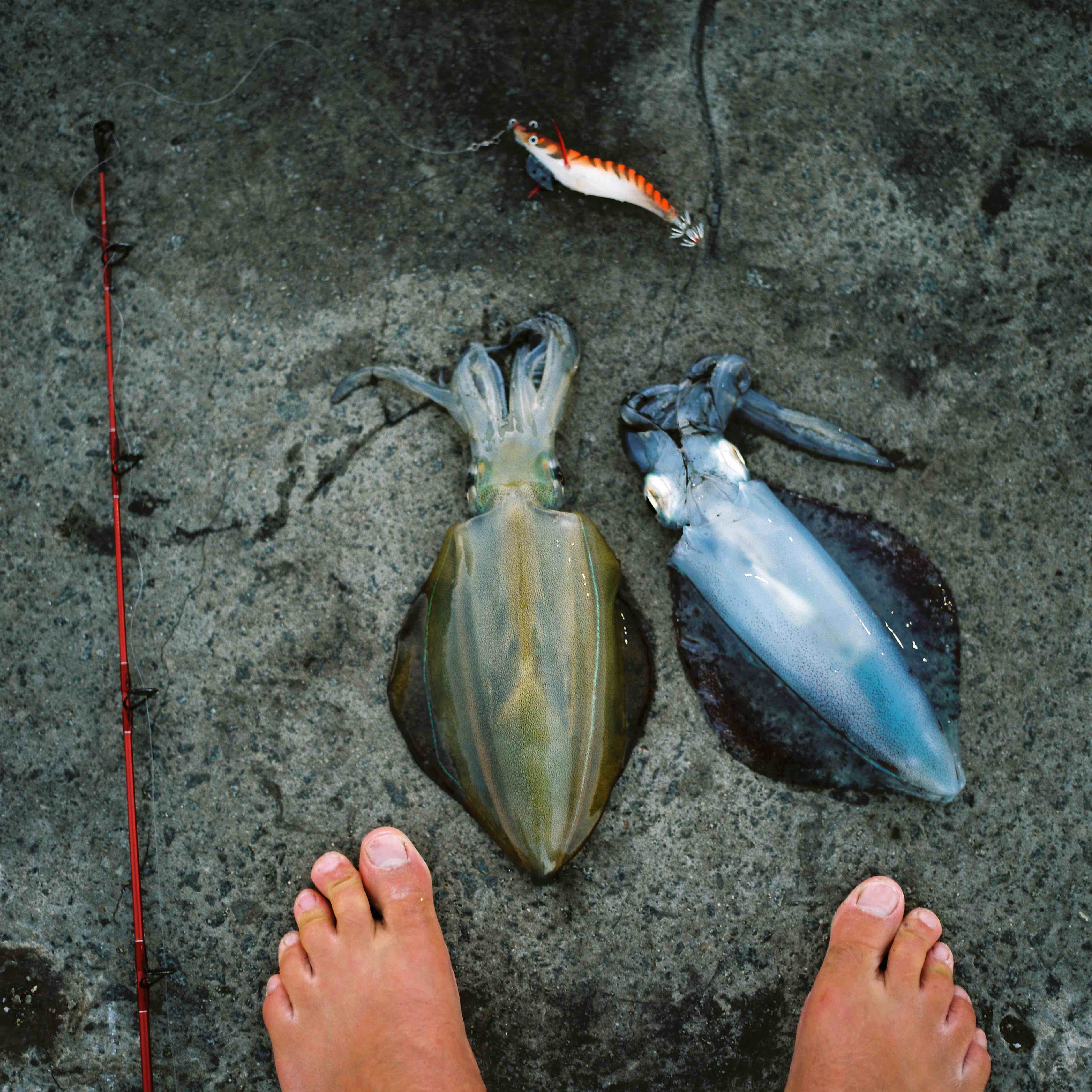 Calamari-Tas_JBowden_Huck_HD