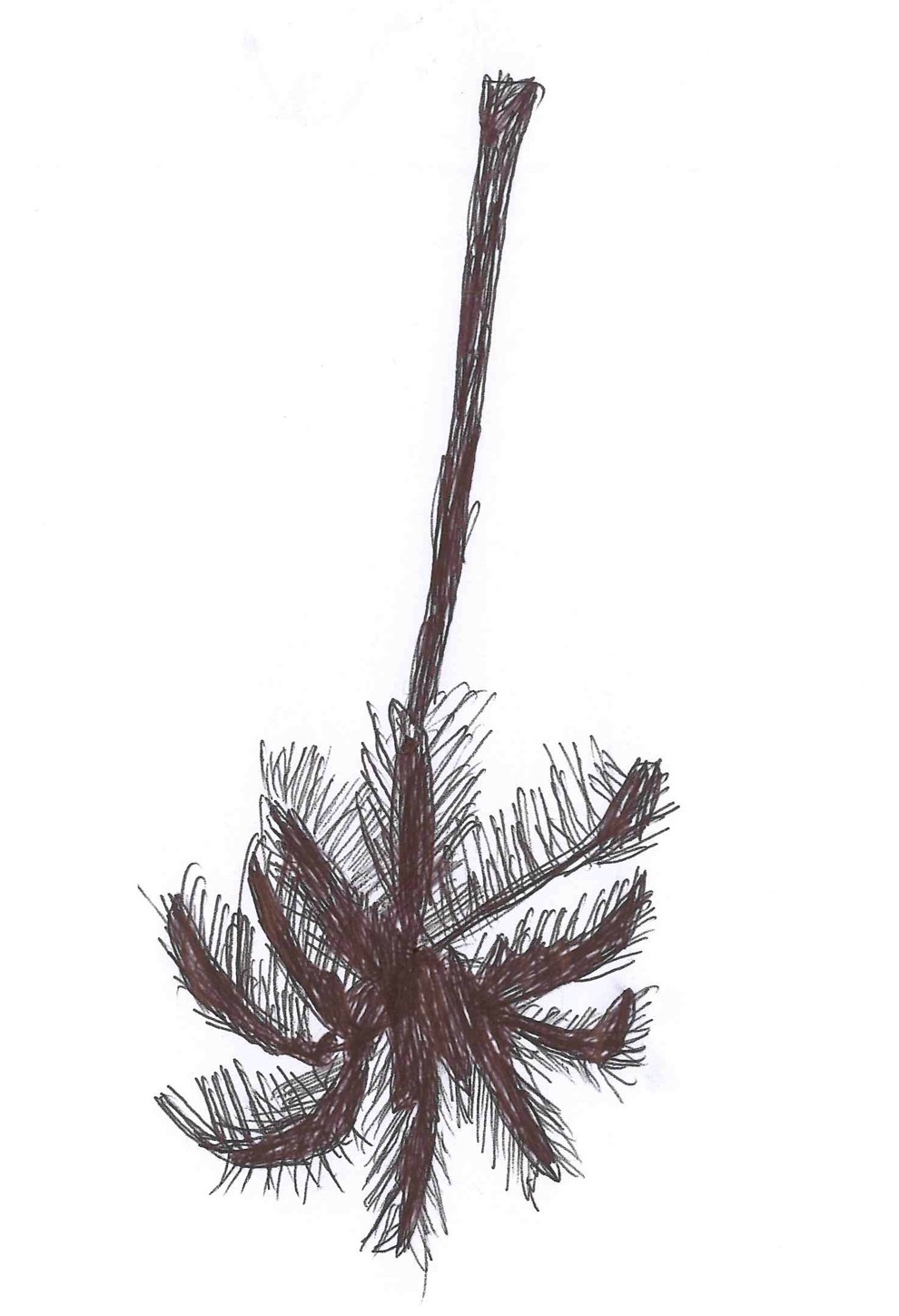 Ask the Dust palm tree