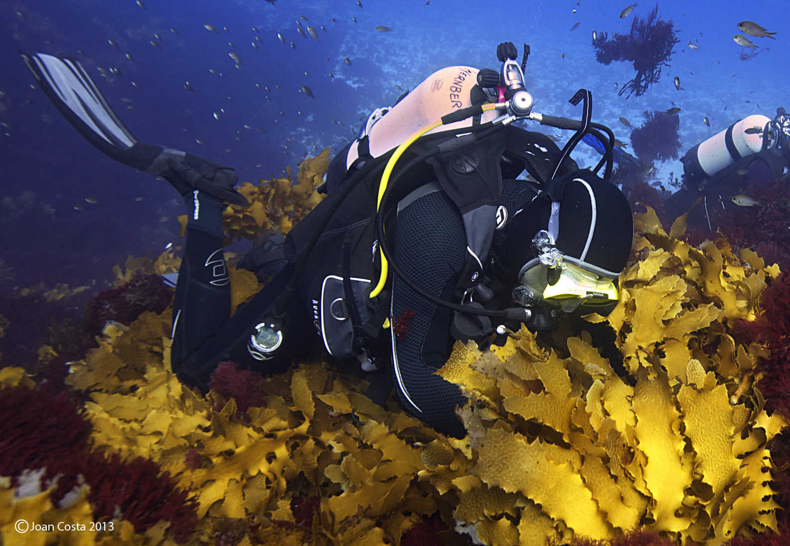 11-Researchers in kelp forest 3 J_Costa