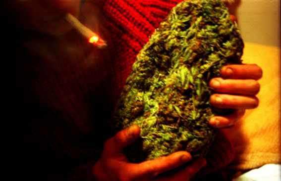 BigBud copy