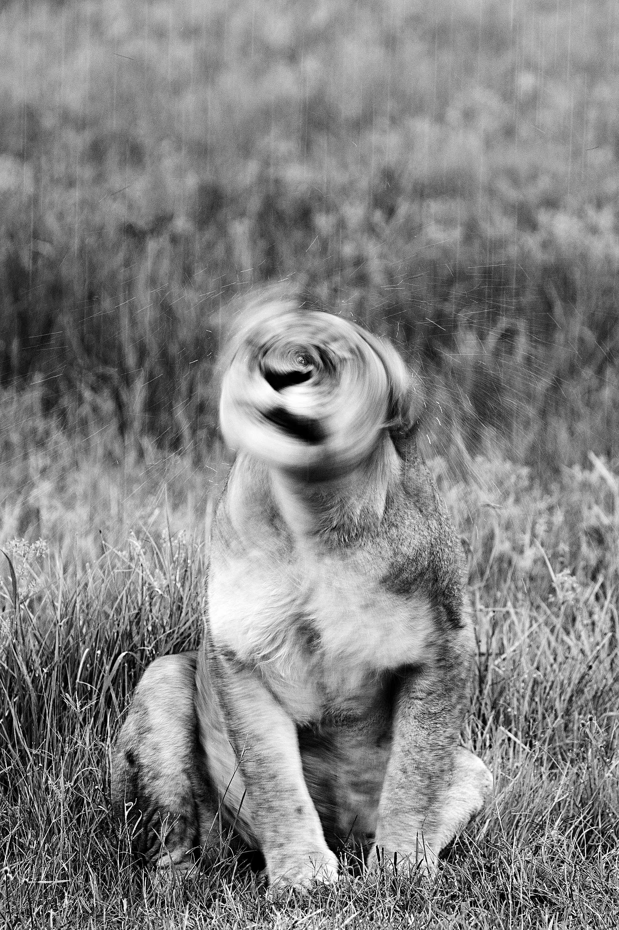 Photo by Miguel de Freitas - Nambiti Game Reserve, South Africa.