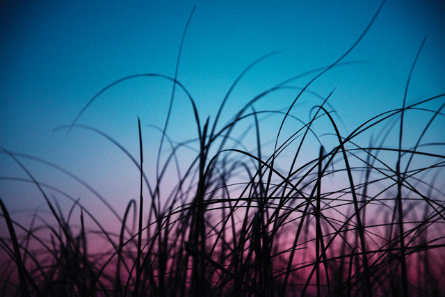 GriseldaDuch_Balearica_00