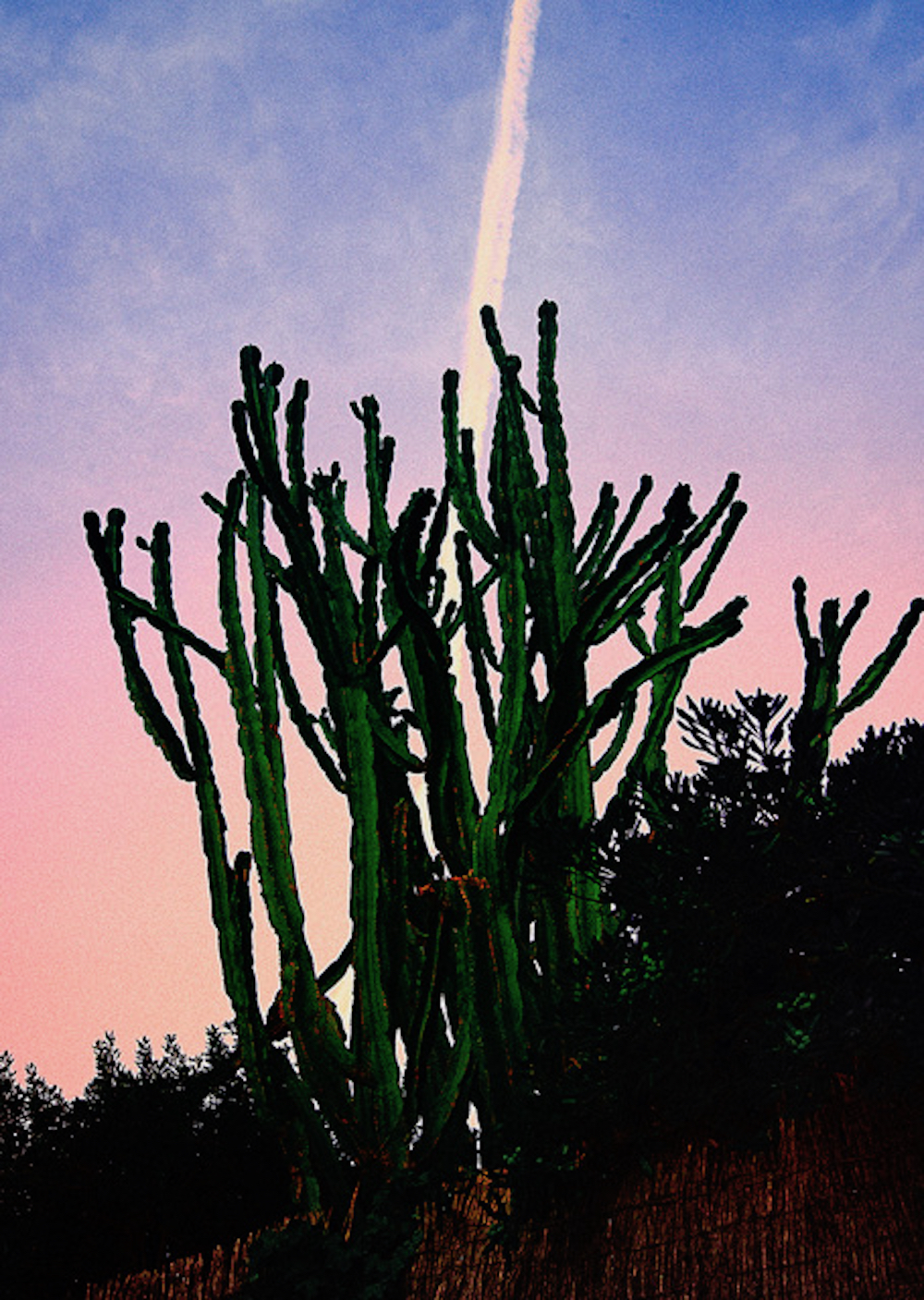 GriseldaDuch_Balearica_16