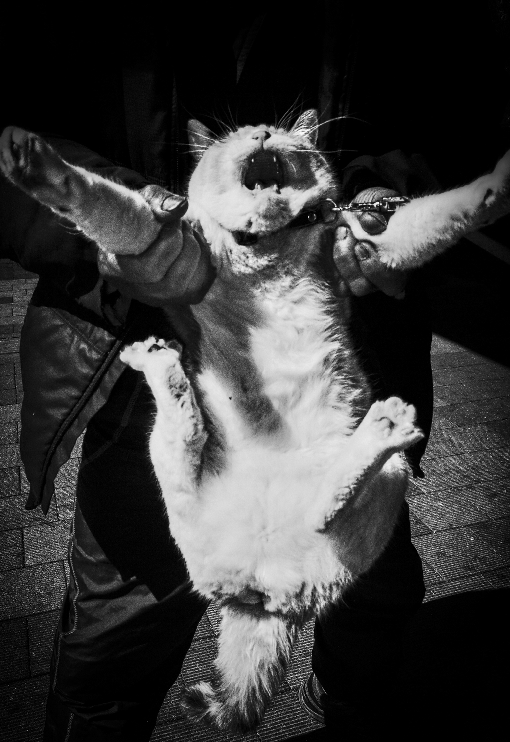 Cat, Tokyo 2015