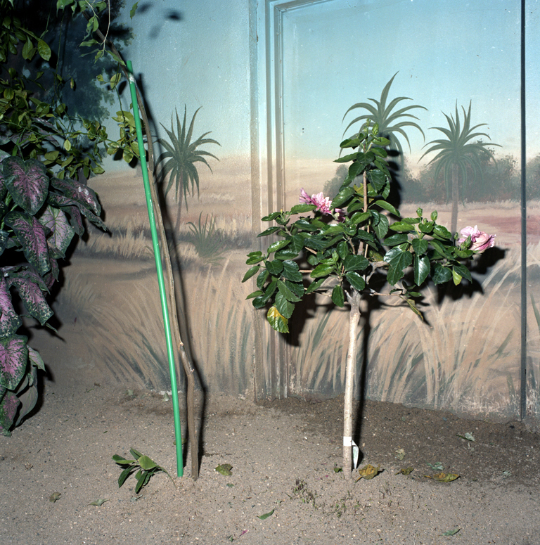 KarenAsher_SadPlant