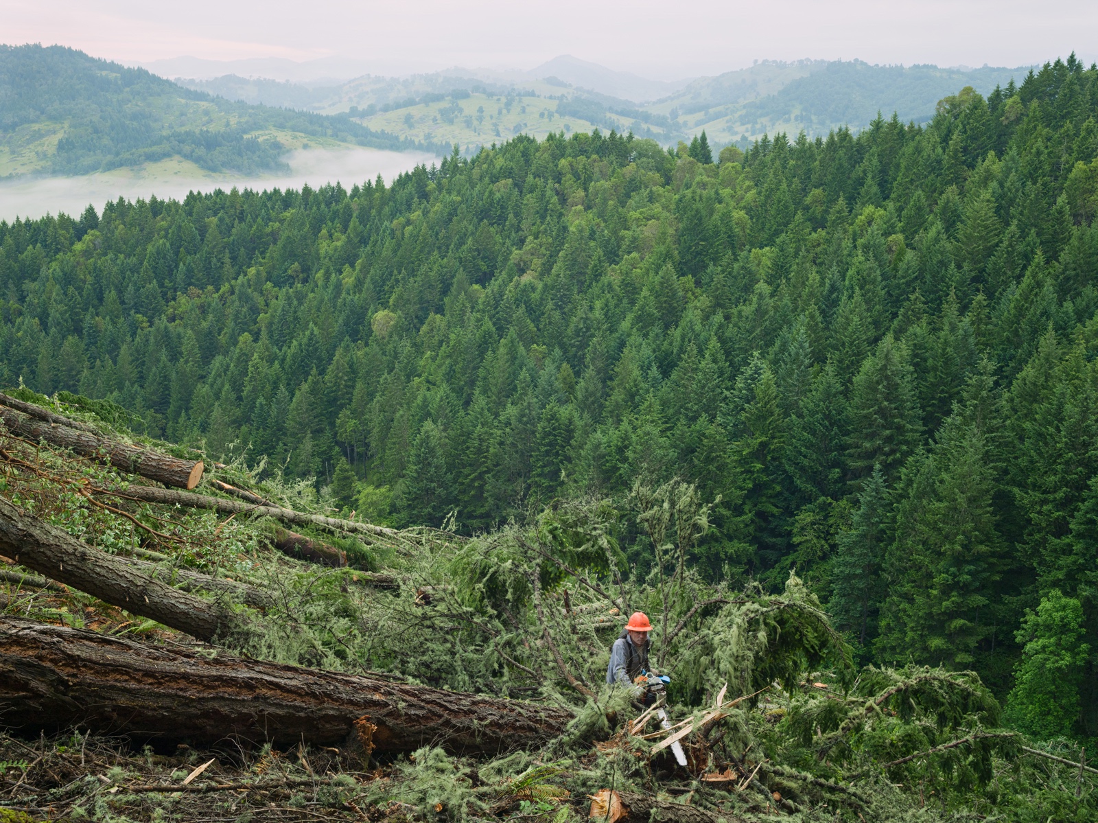 Joel clearcutting a forest planted 60 years earlier, Oregon. © Lucas Foglia, courtesy of Michael Hoppen Gallery, London.