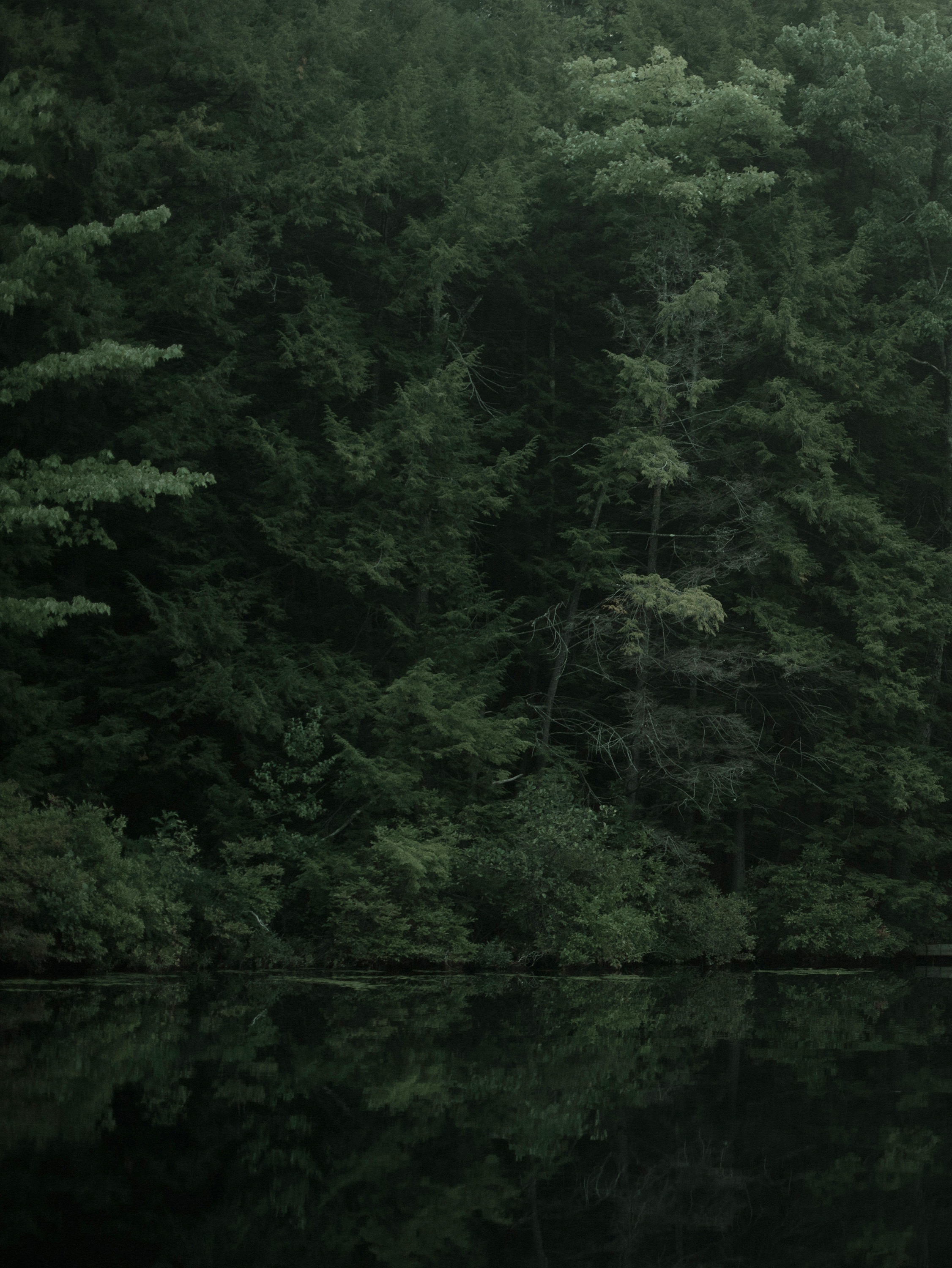 Lake Trees ©Amani Willett
