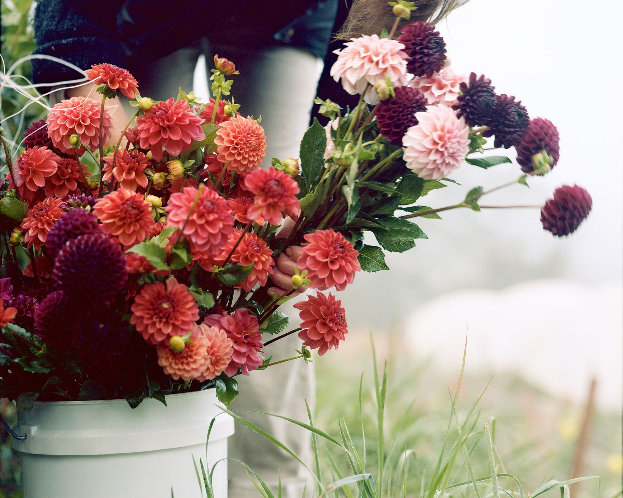 Flowers in bucket