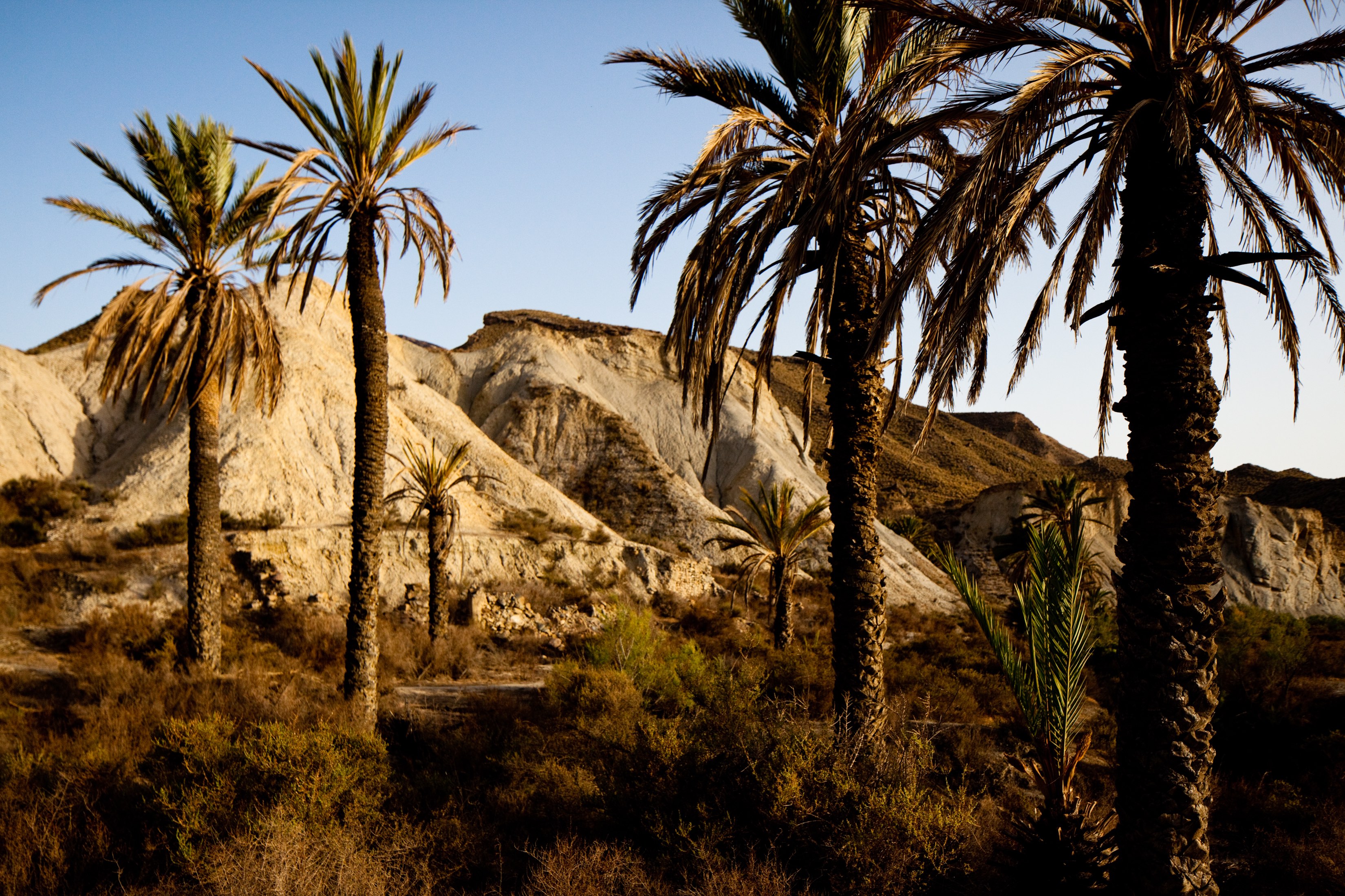 Oasis, Rambla Viciana, Tabernas
