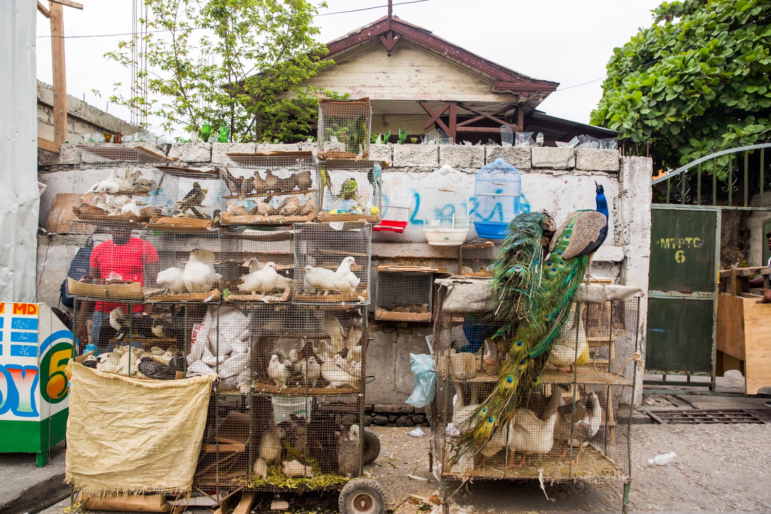 Street pet market downtown in Champs de Mars, Port-au- Prince.