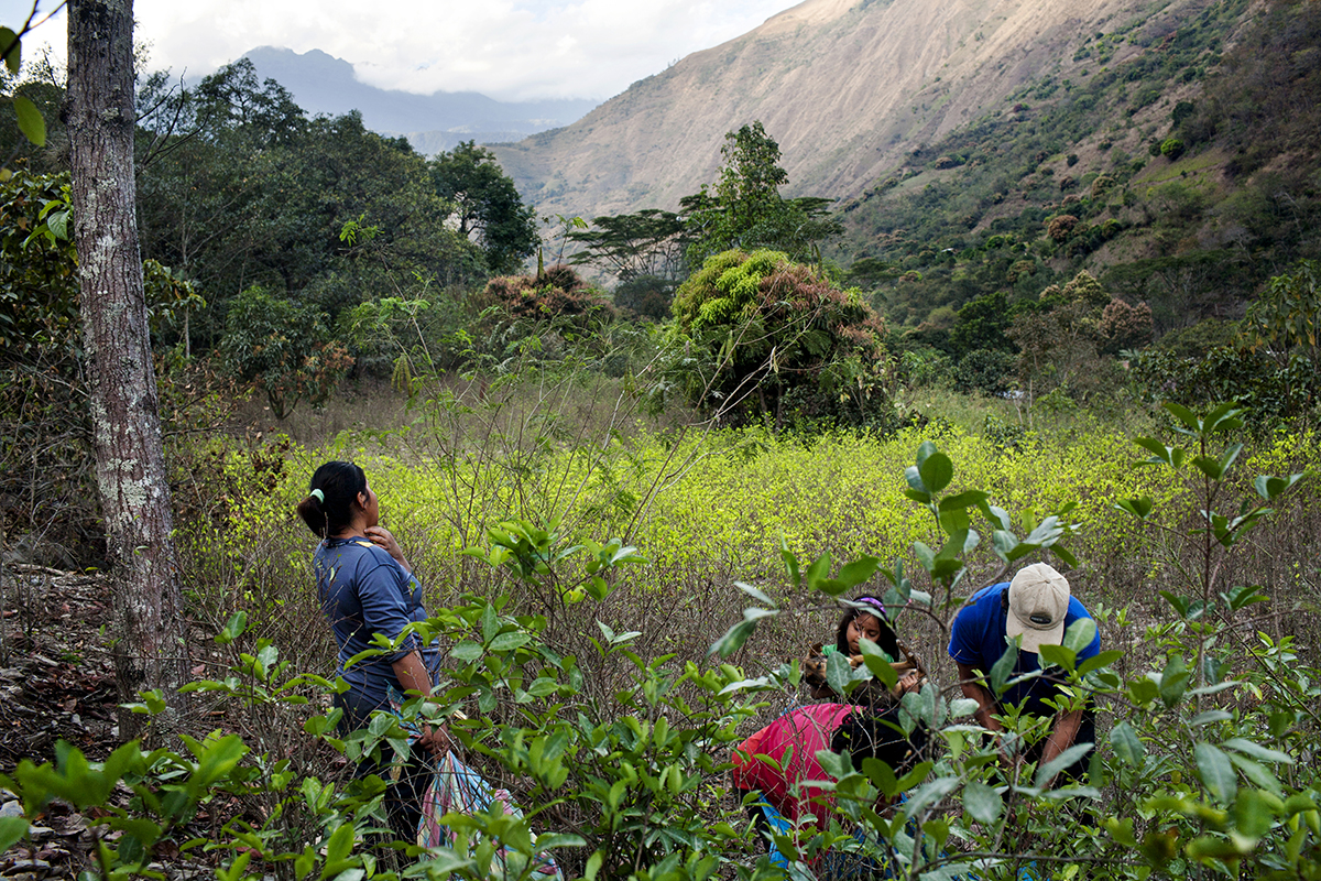 A family harvesting coca leaves in the town of Santa Rosa, Peru, July 28, 2012. In the sacred valley of the Incas to cultivate coca plants it is legal as long as farmers sell it or buy it from ENACO (National Coca Enterprise), something farmers don't entirely agreed with, since the company fixes the prices and buys coca leaves at low rates. Also, the leaves can not be brought outside the valley. © Carlos Villalon